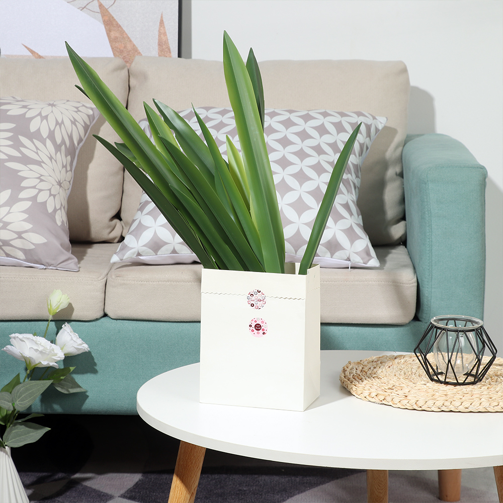 New Party Supplies High Grade  - Snake Plant recension och pris