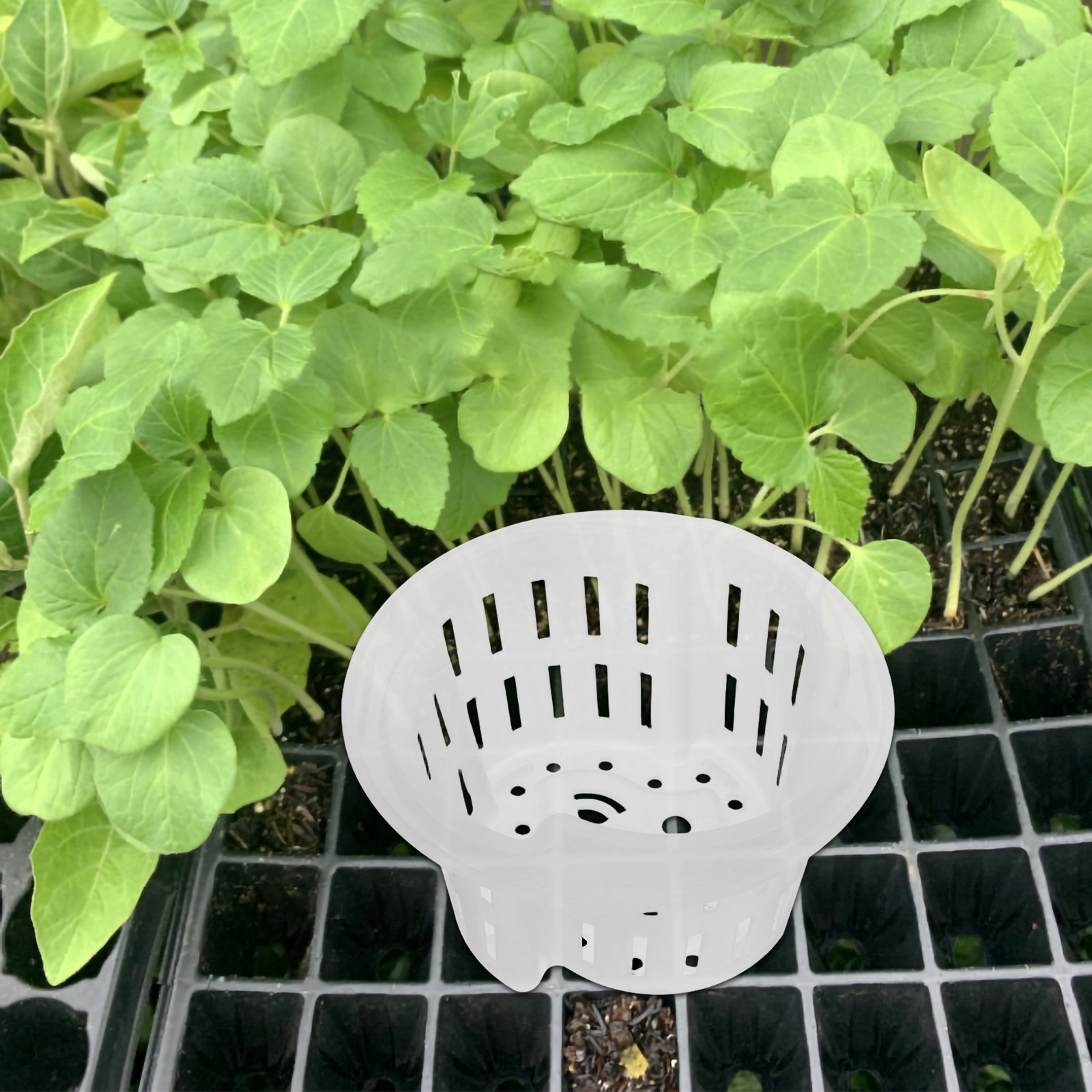 4Pcs Hydroponic Vegetable Cult - Indoor Plants recension och pris