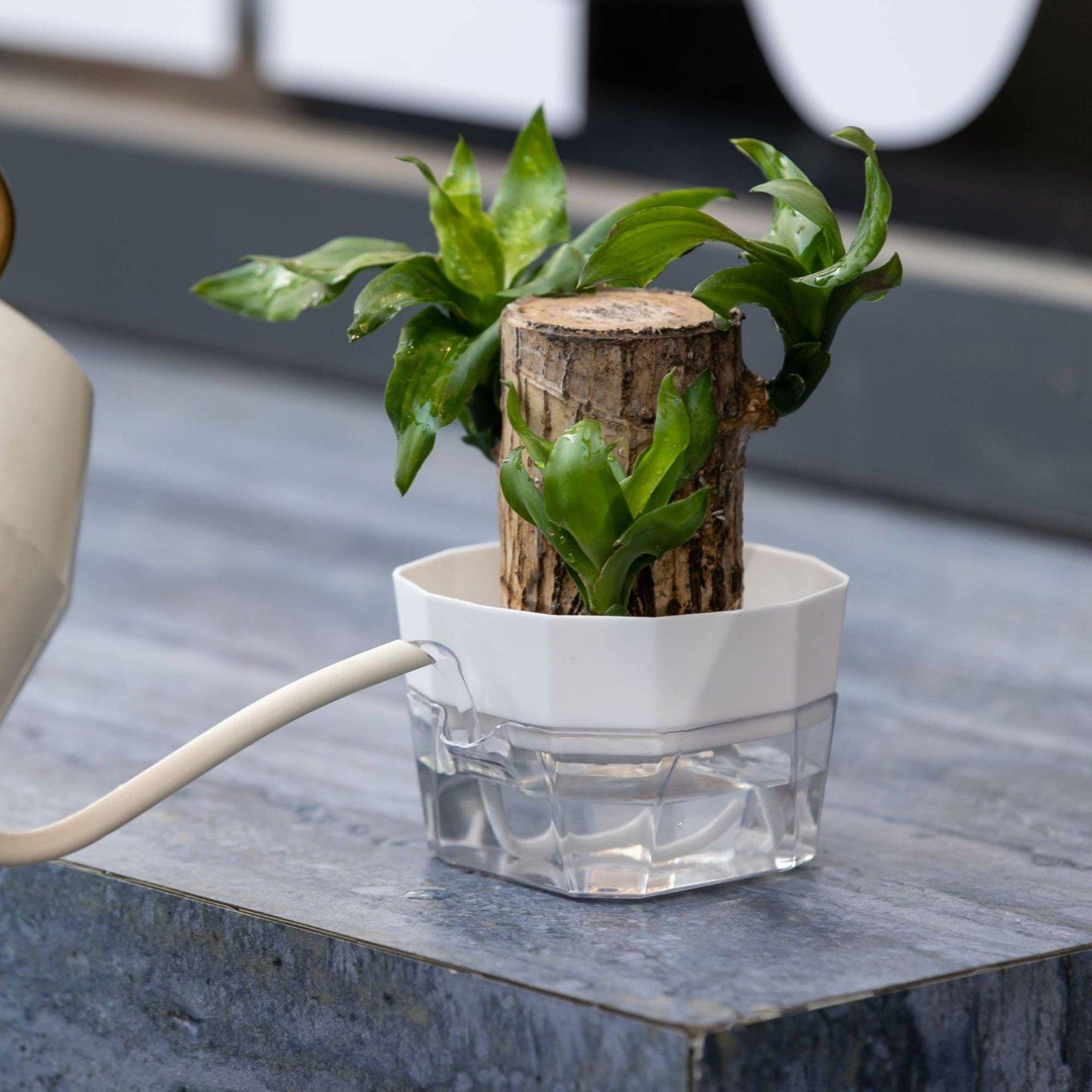 Hydroponic Vase Two Layer Self - Indoor Plants recension och pris