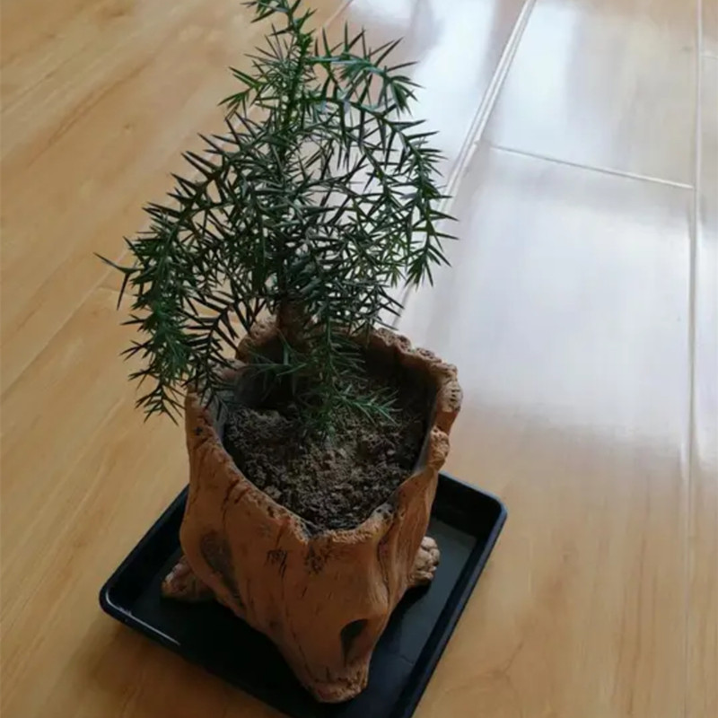 Imitation Wooden Stakes Tree R - Succulent Set recension och pris