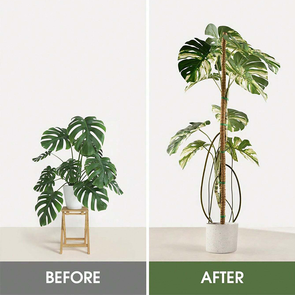 Moss Pole for Plants Monstera  - Plant Support Stake recension och pris